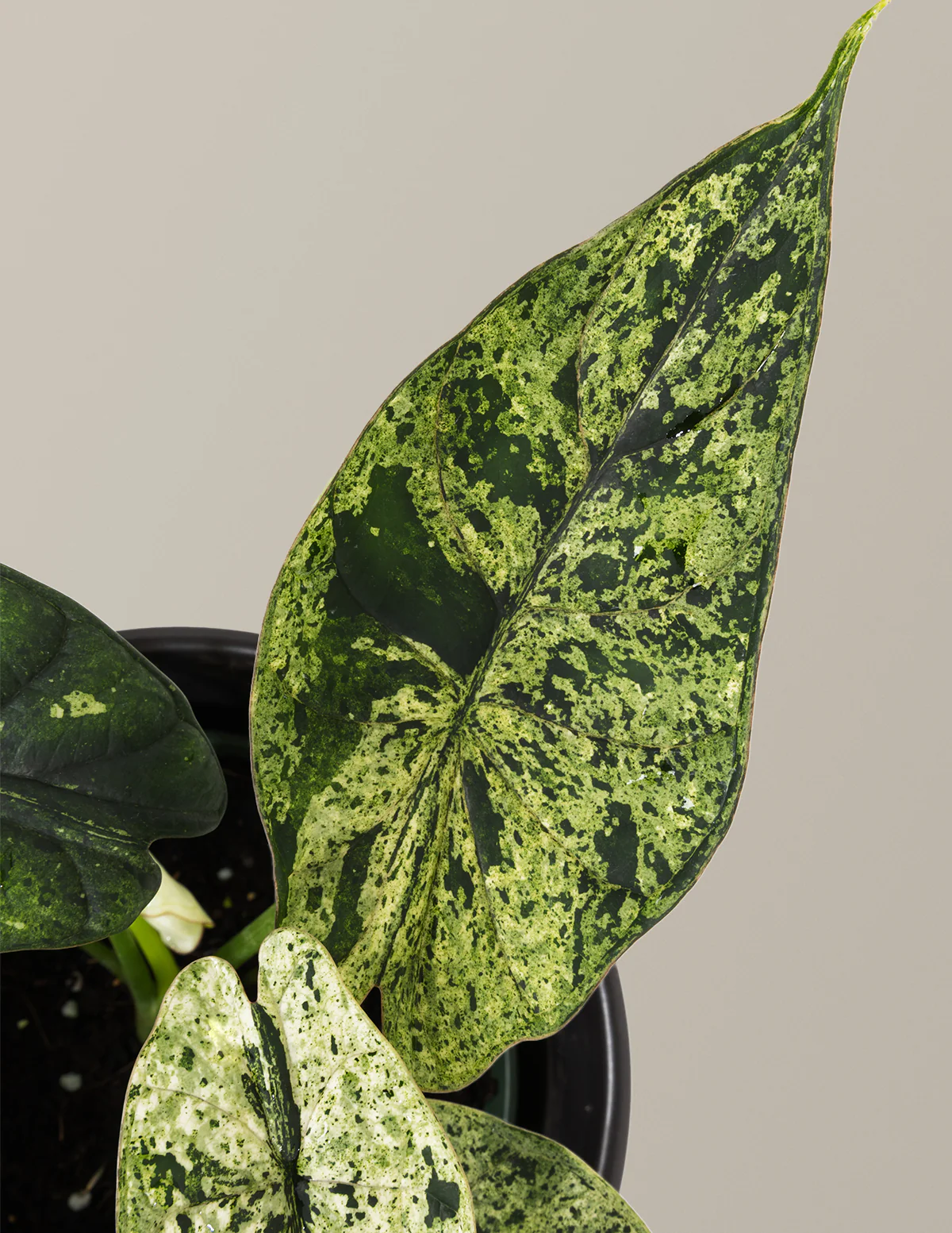 Alocasia Green Mint