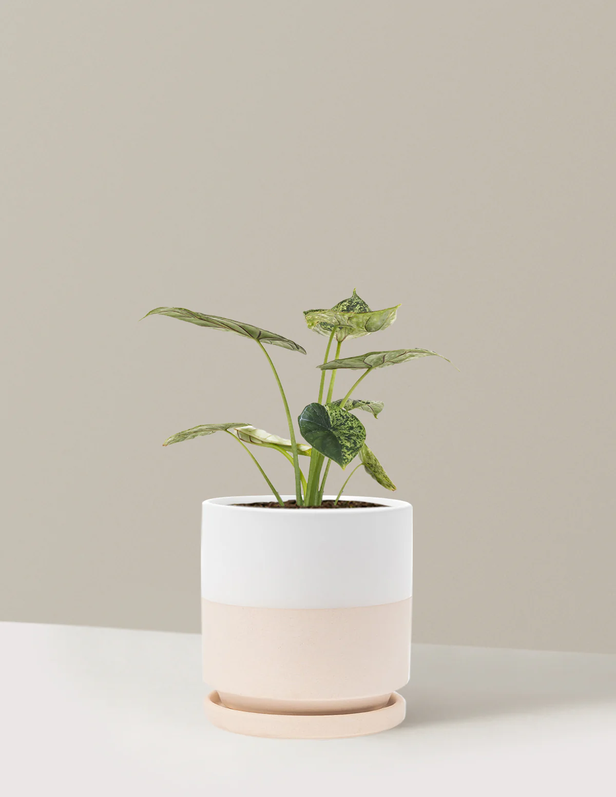 Alocasia Green Mint - Image 10