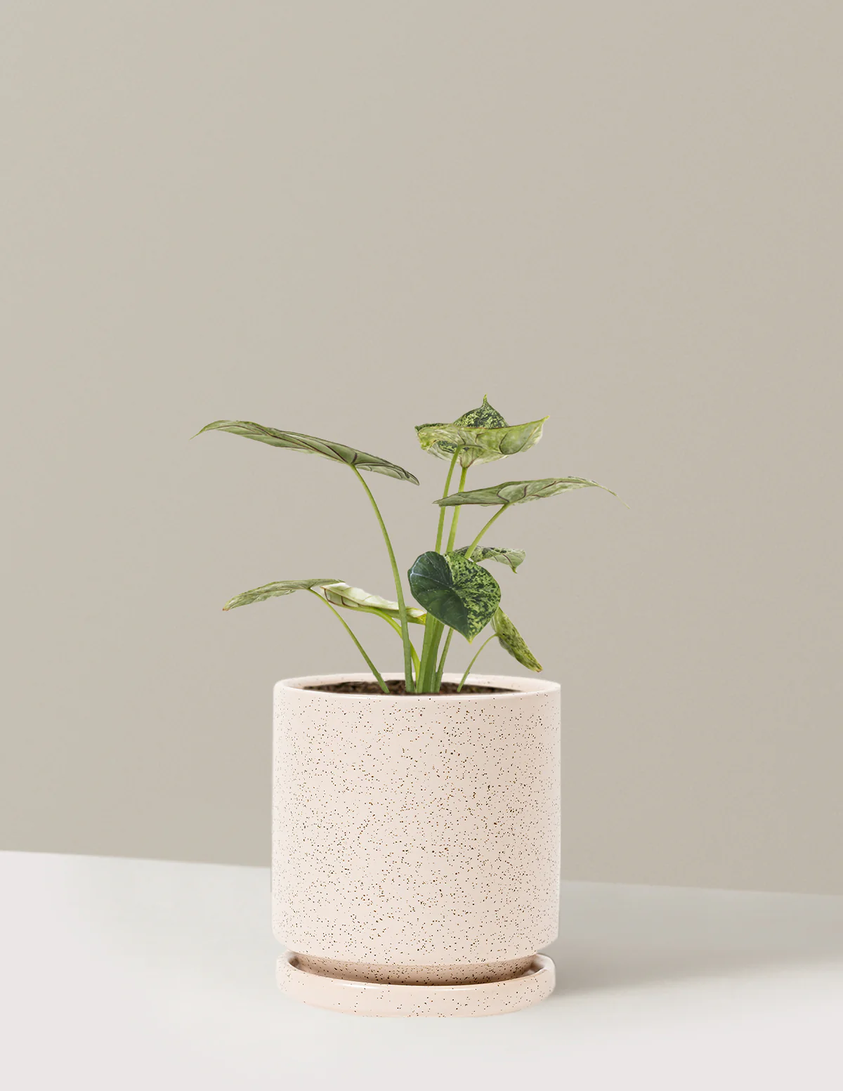 Alocasia Green Mint - Image 11