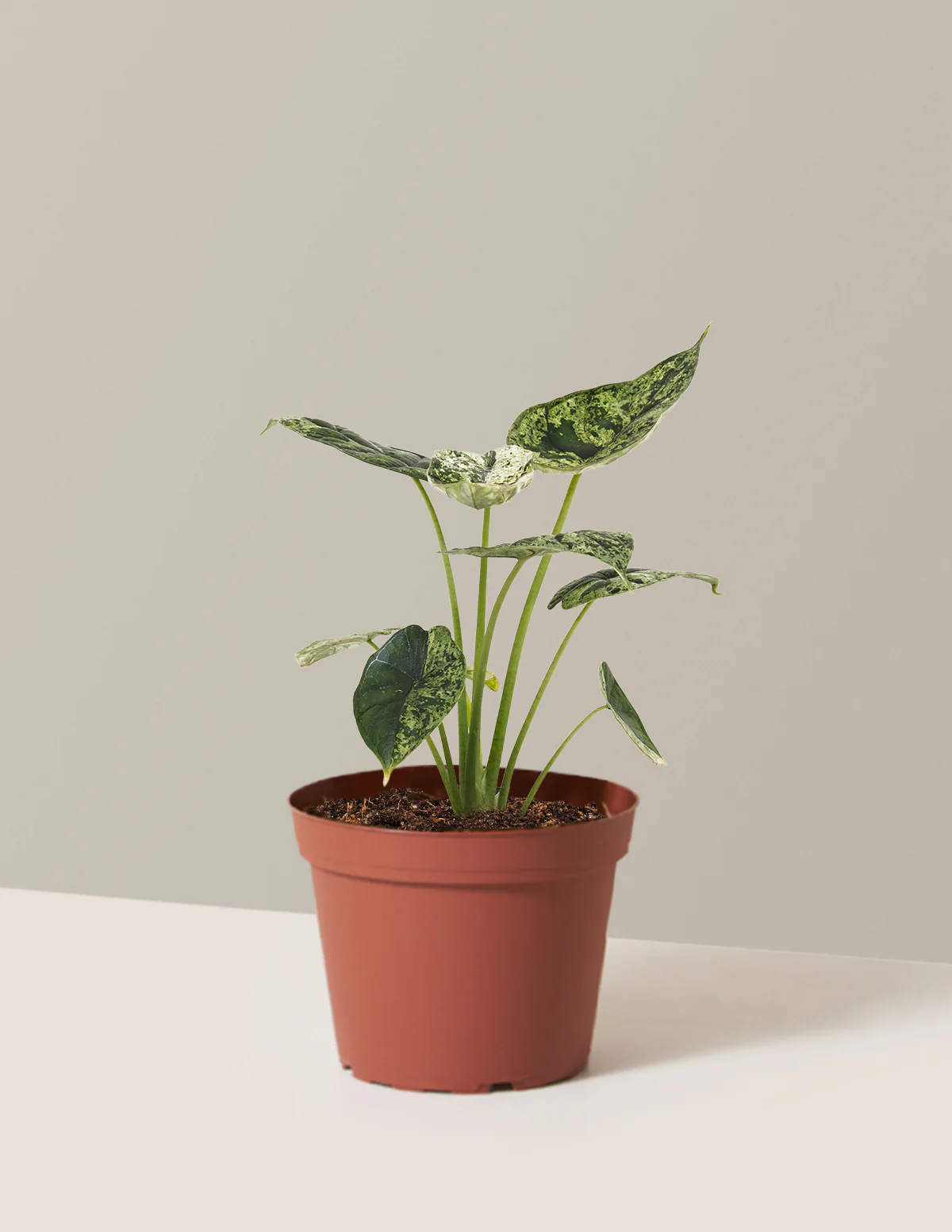 Alocasia Green Mint - Image 12