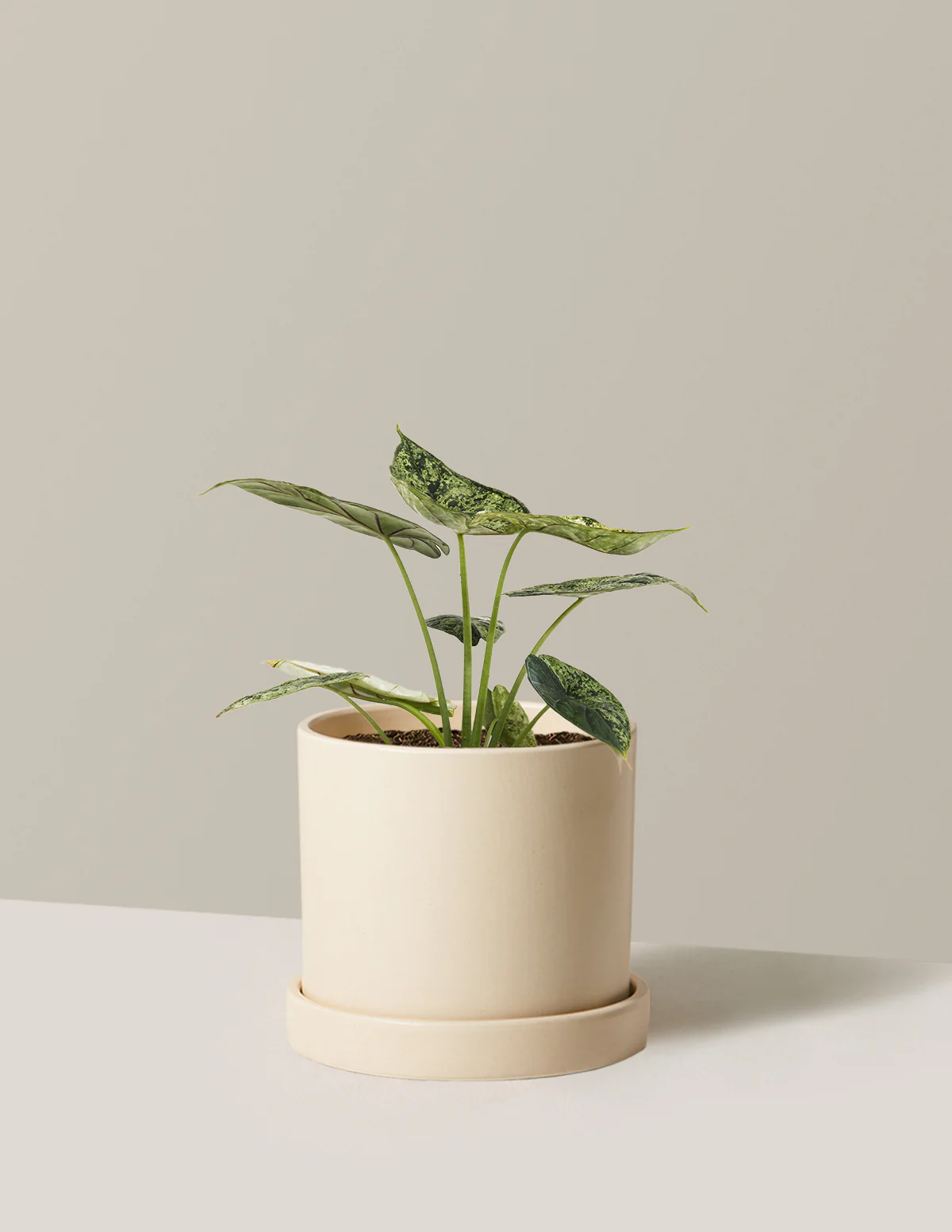 Alocasia Green Mint - Image 13