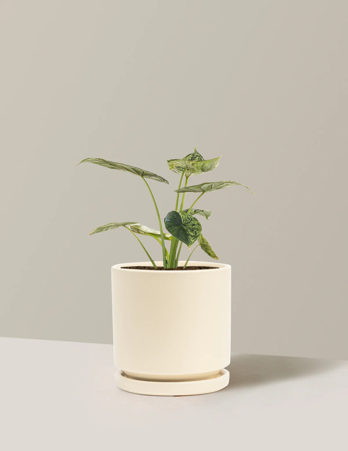Alocasia Green Mint - Image 14
