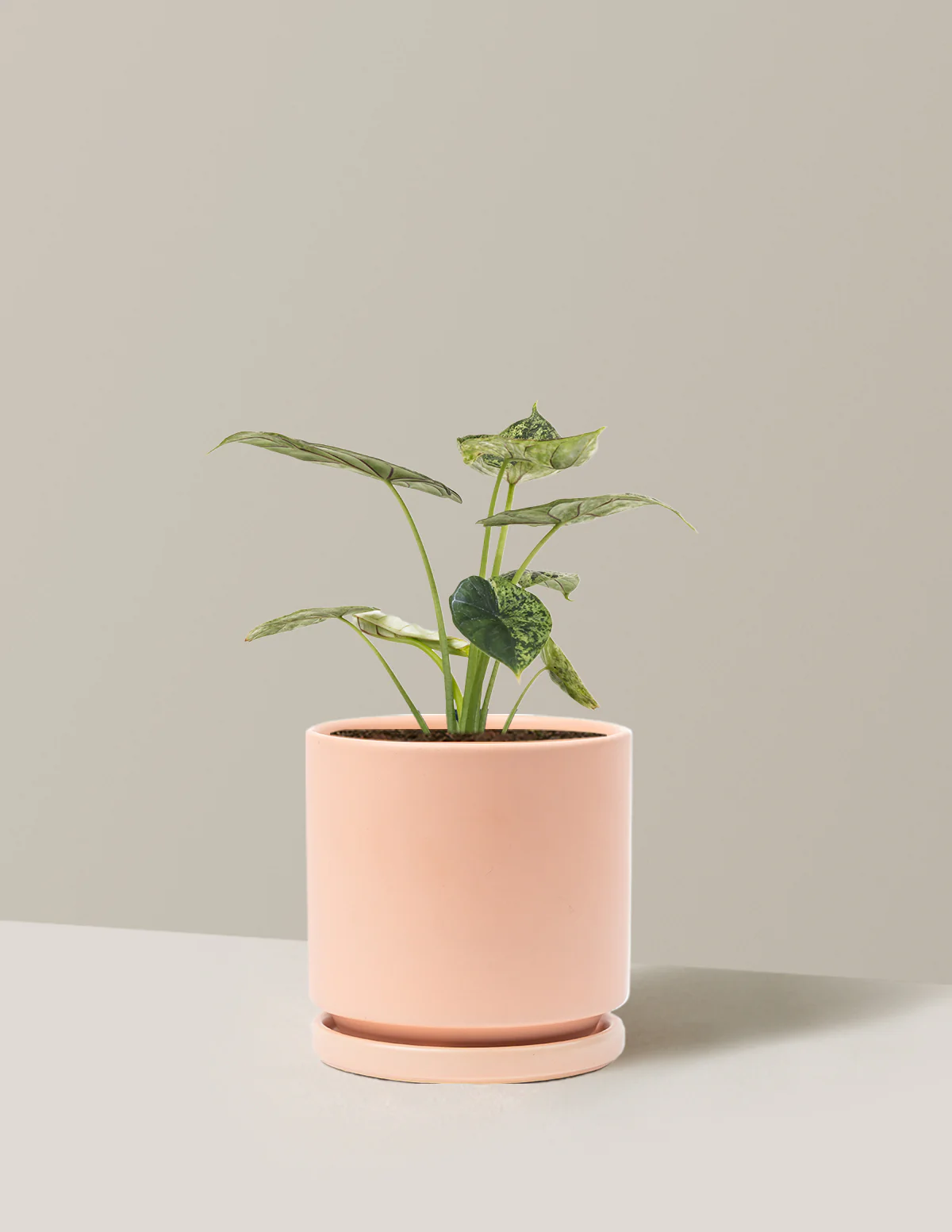 Alocasia Green Mint - Image 15