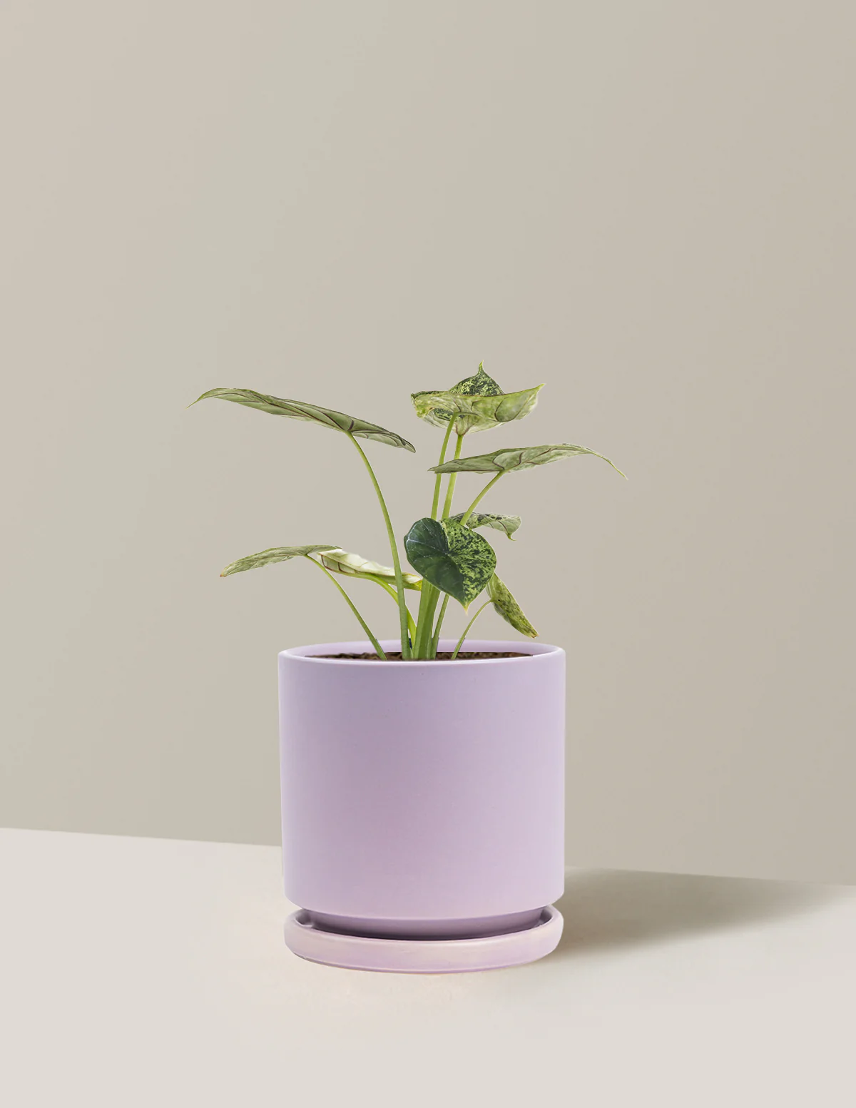 Alocasia Green Mint - Image 16