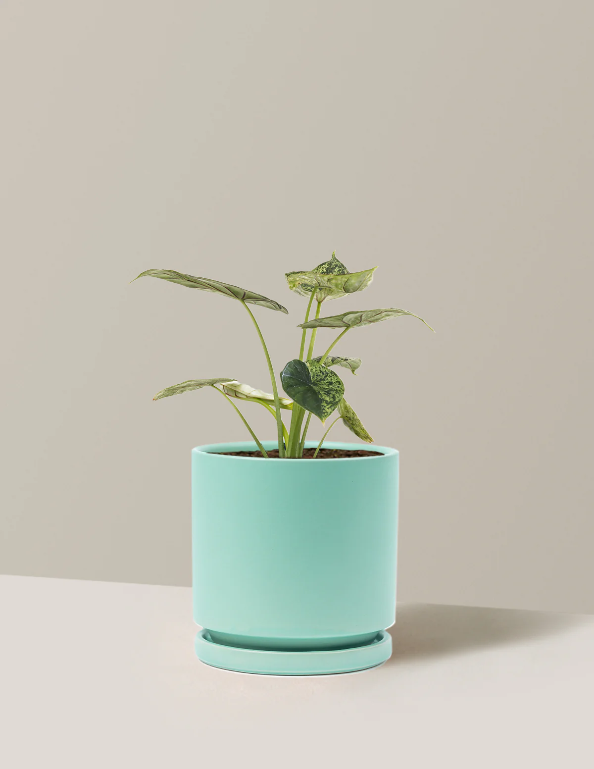Alocasia Green Mint - Image 17