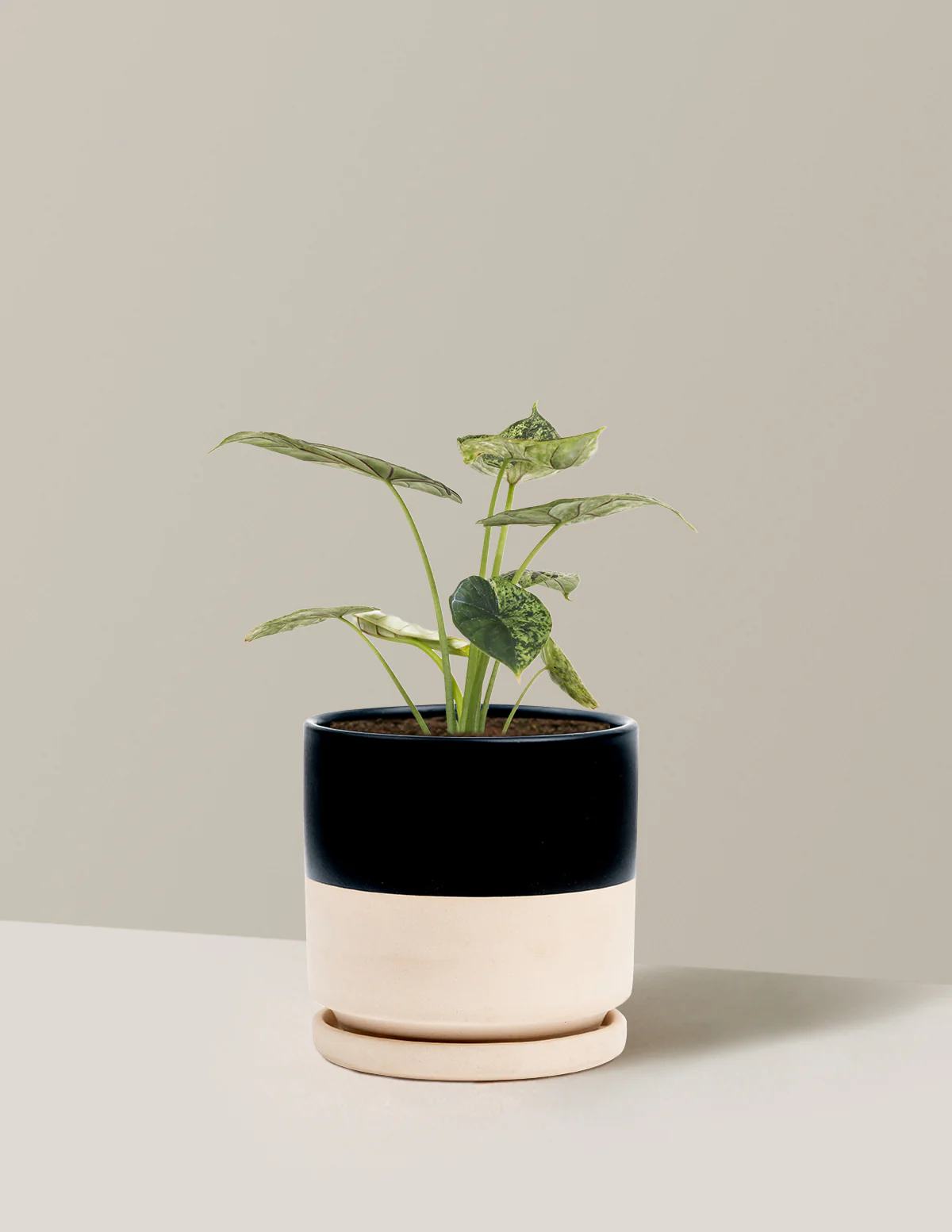 Alocasia Green Mint - Image 18