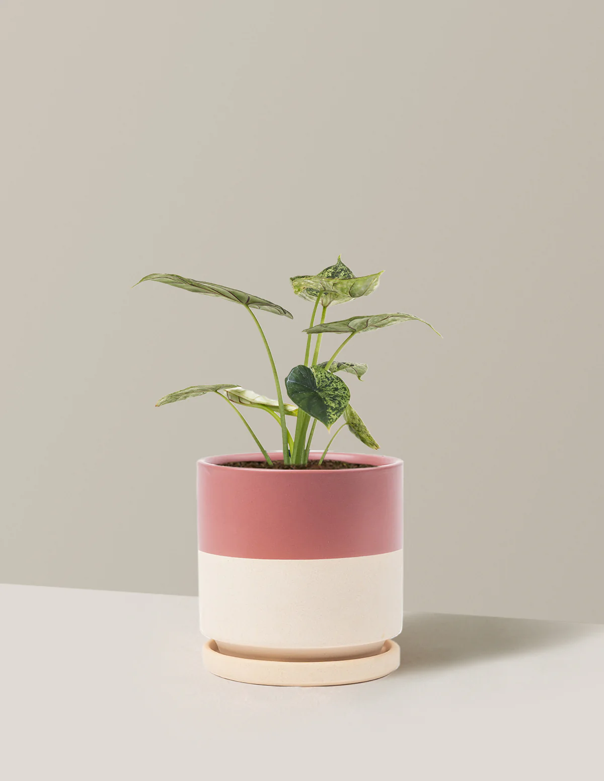 Alocasia Green Mint - Image 19