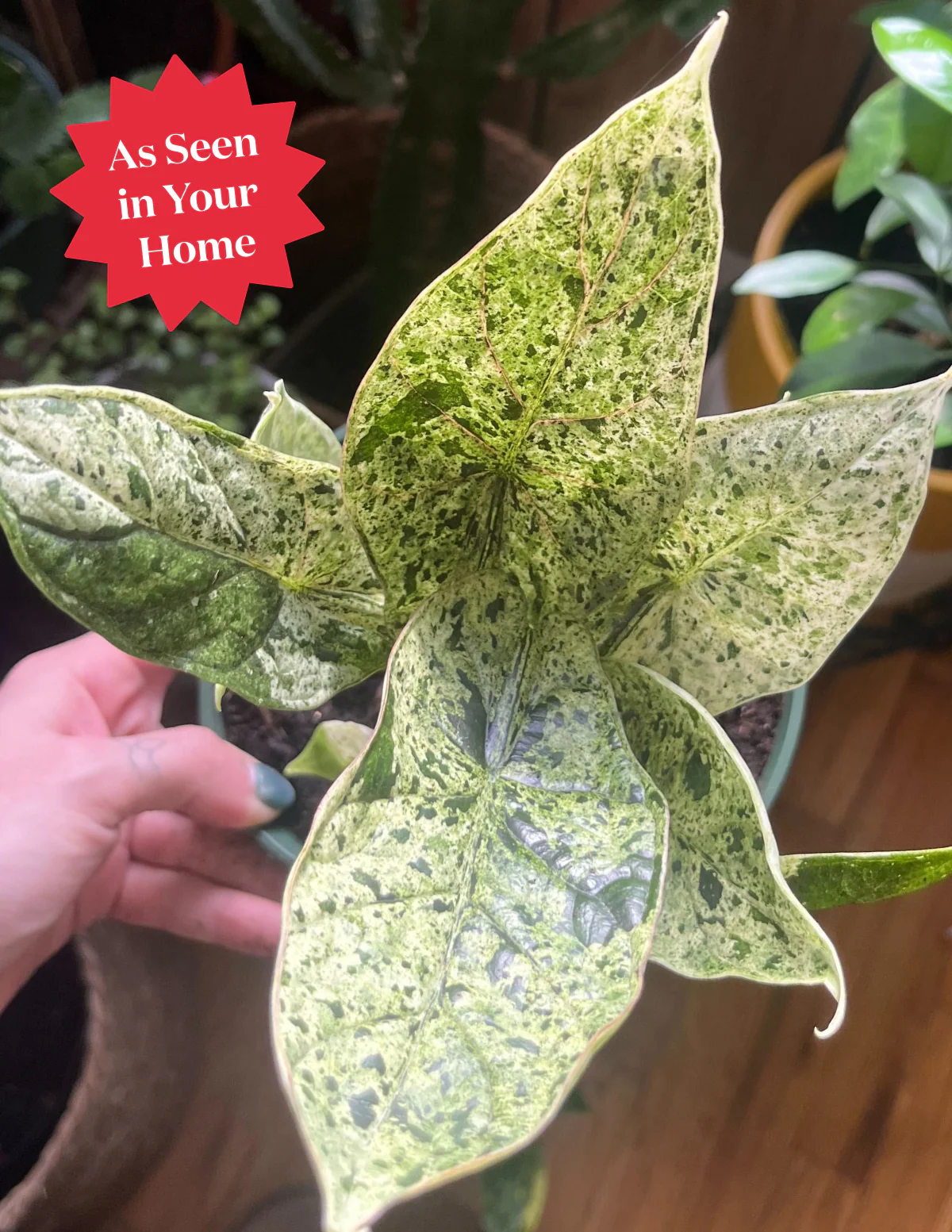 Alocasia Green Mint - Image 2