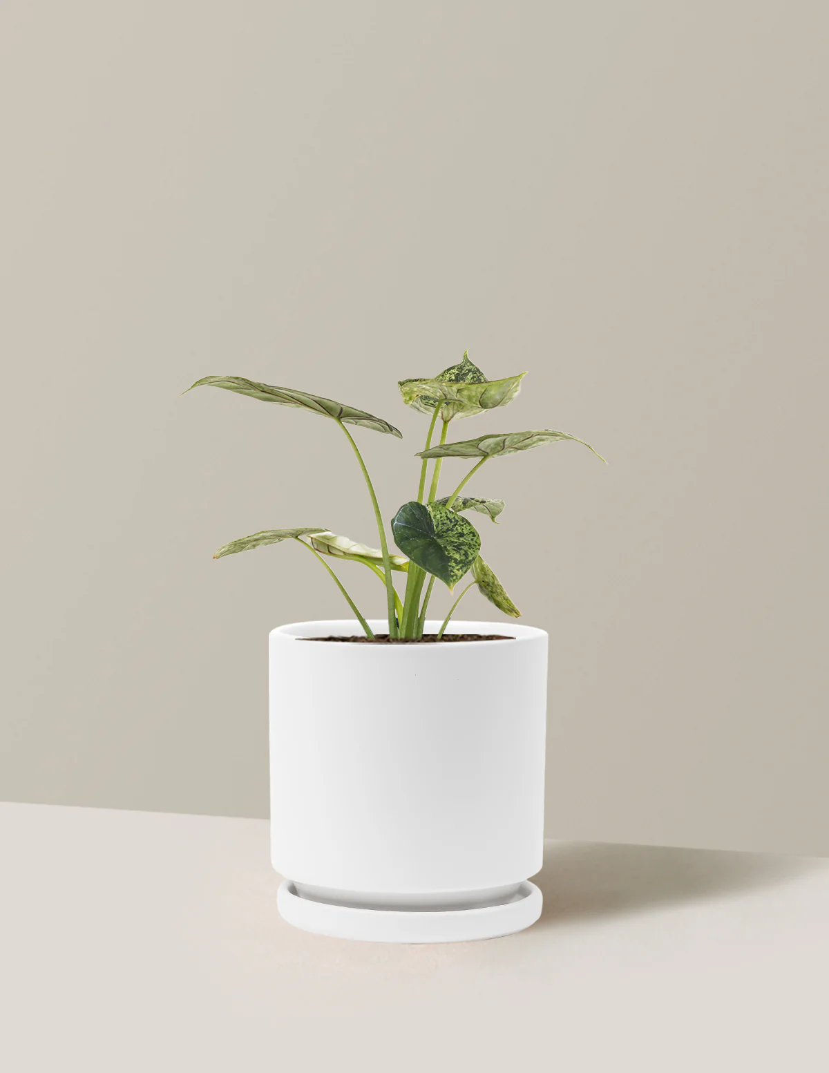 Alocasia Green Mint - Image 20