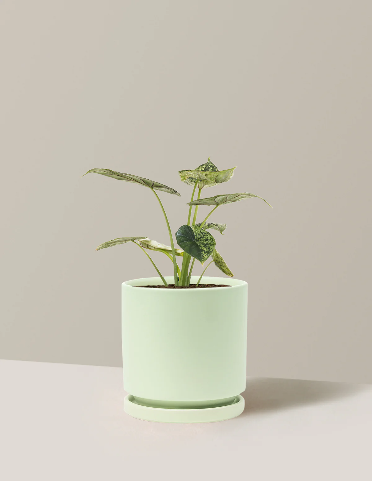 Alocasia Green Mint - Image 21