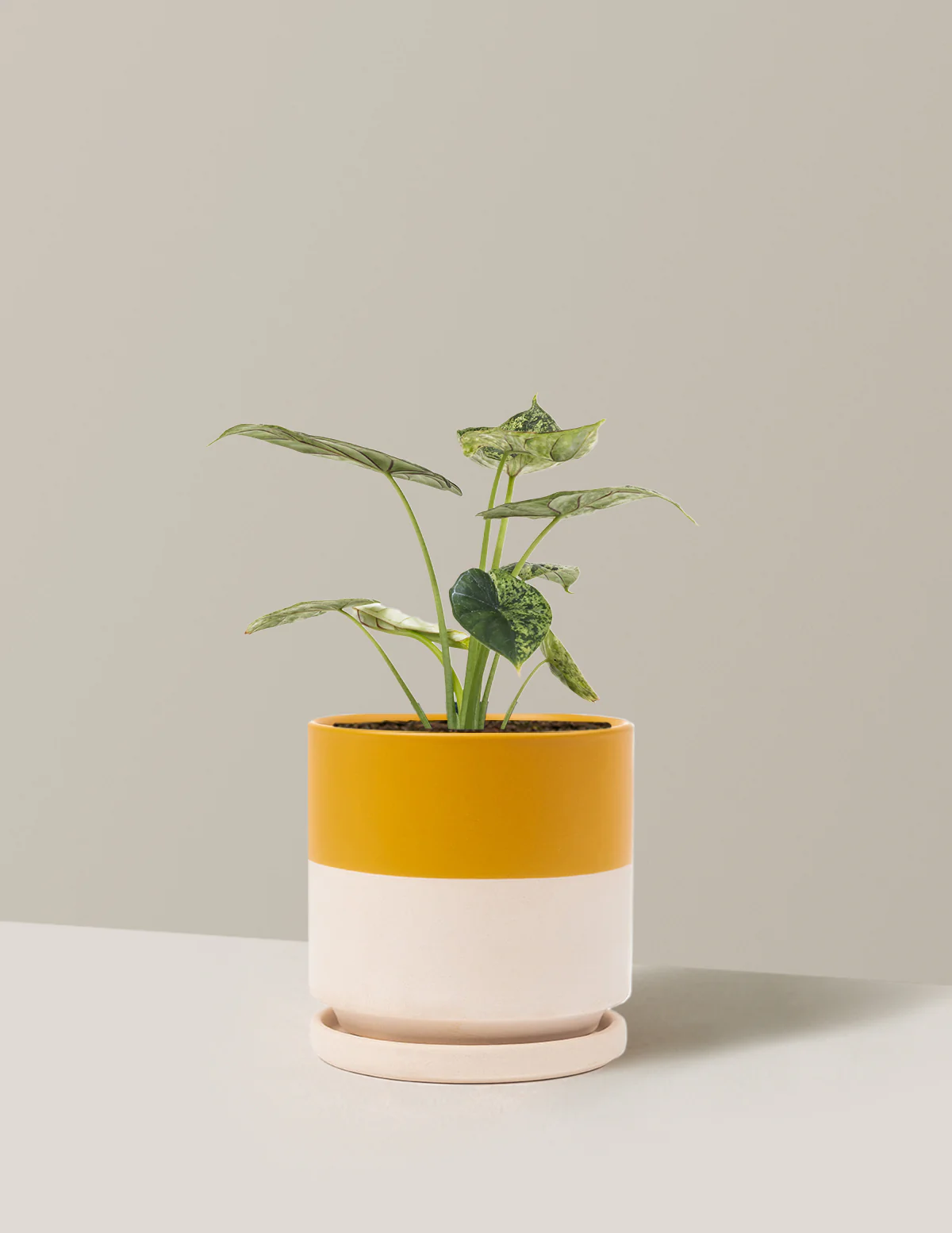 Alocasia Green Mint - Image 22