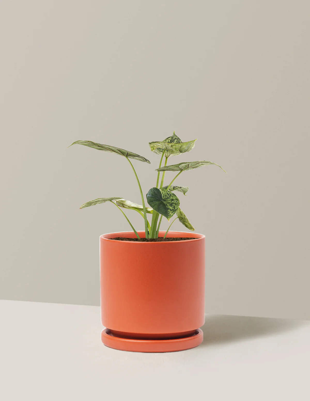Alocasia Green Mint - Image 23