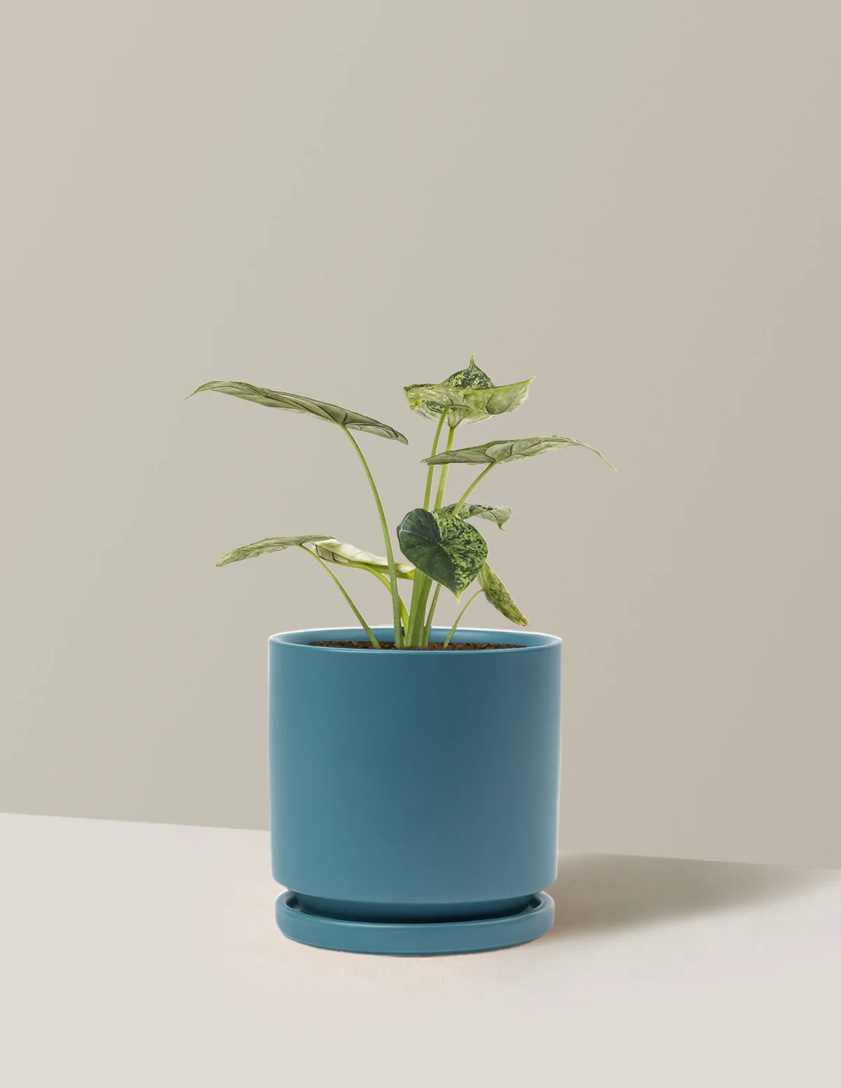 Alocasia Green Mint - Image 24