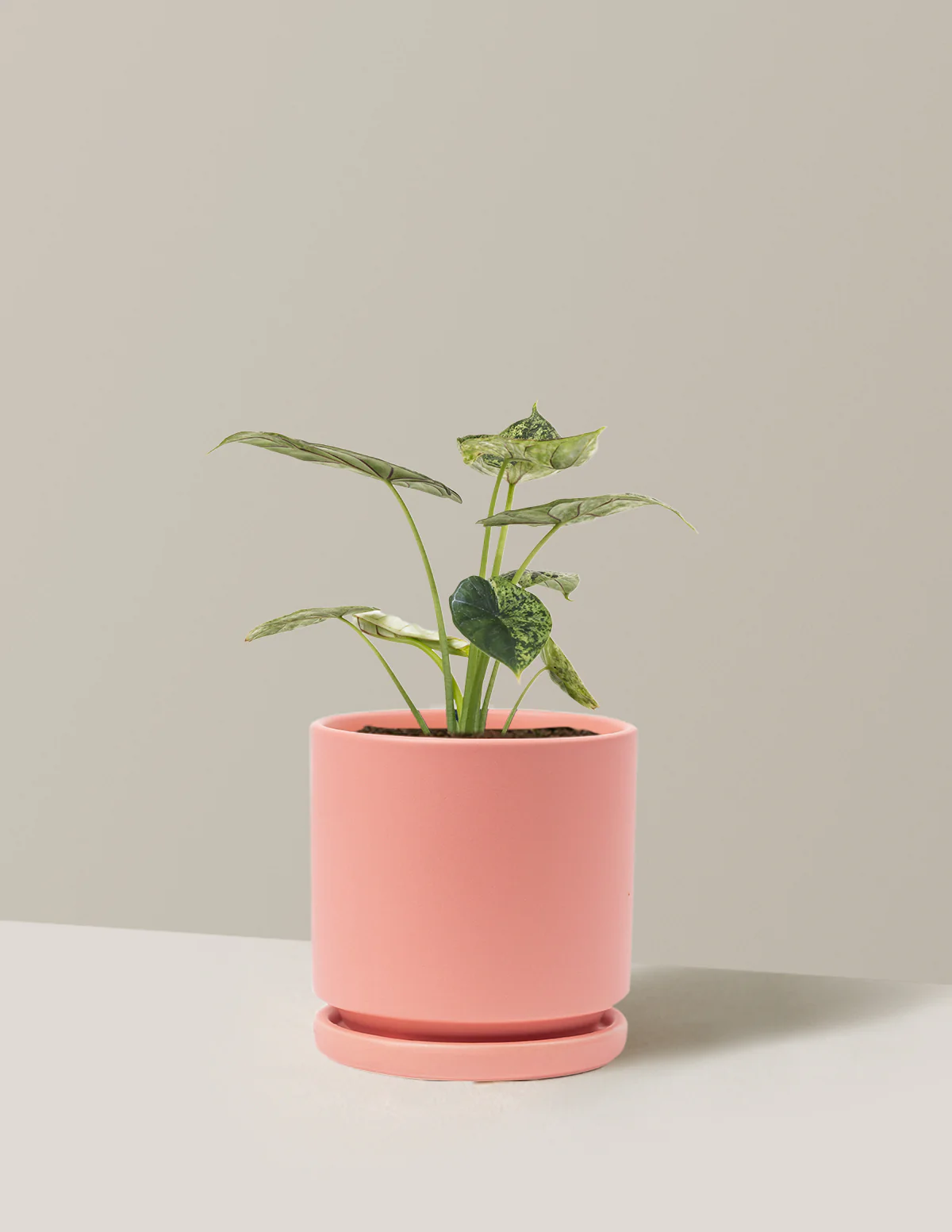 Alocasia Green Mint - Image 25