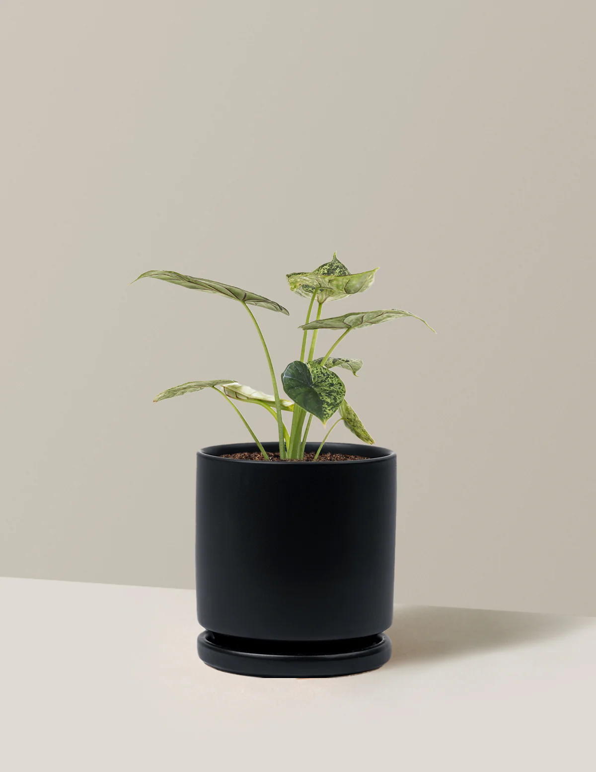 Alocasia Green Mint - Image 26