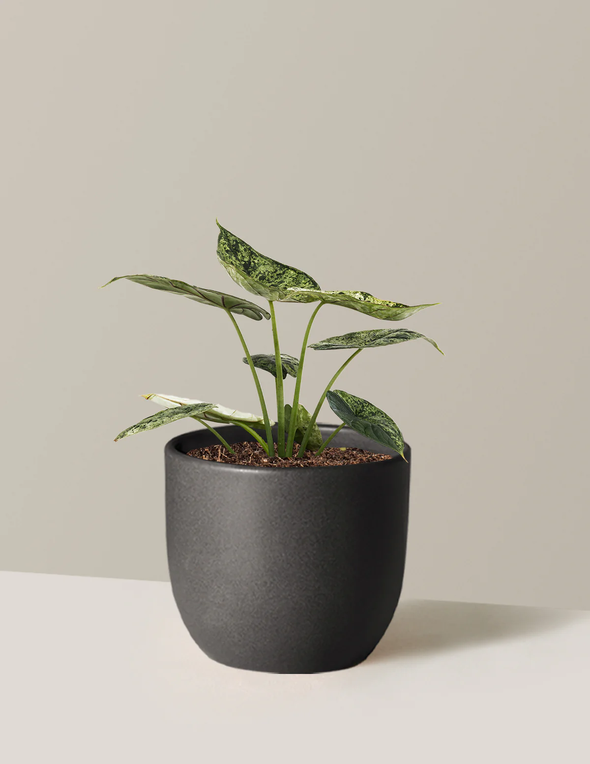 Alocasia Green Mint - Image 27