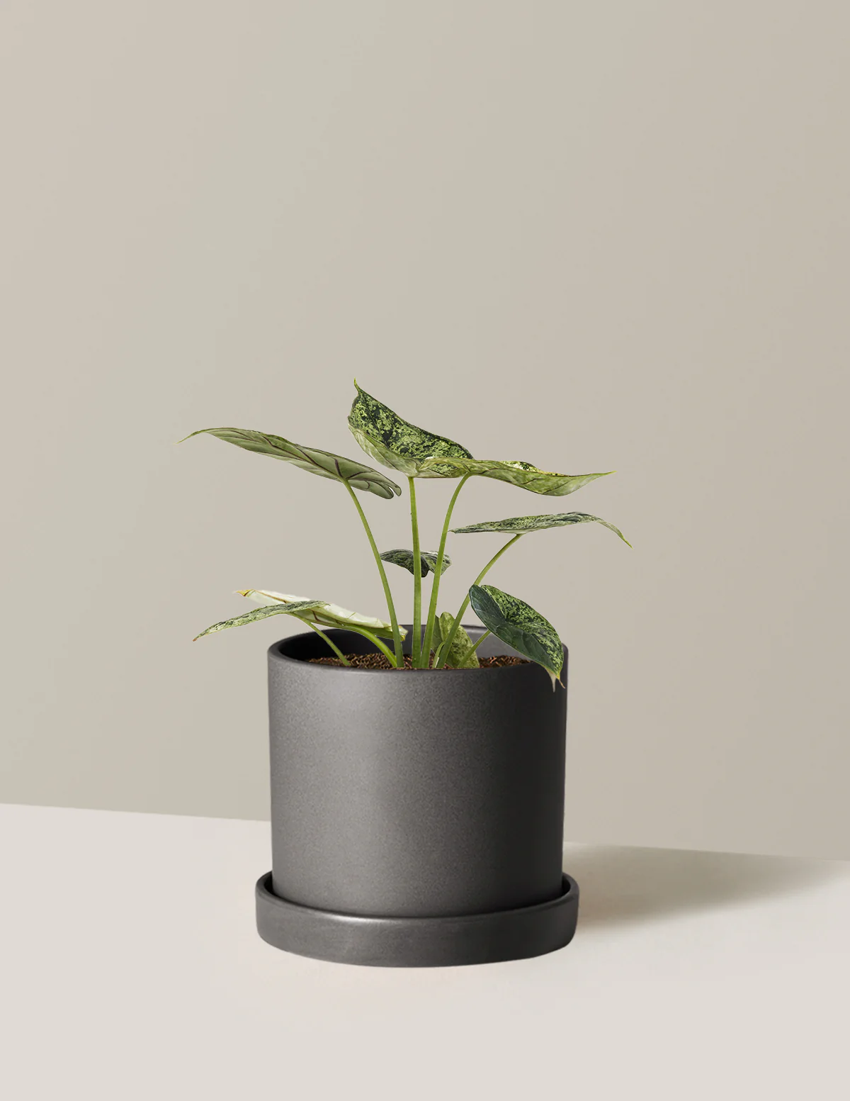 Alocasia Green Mint - Image 28