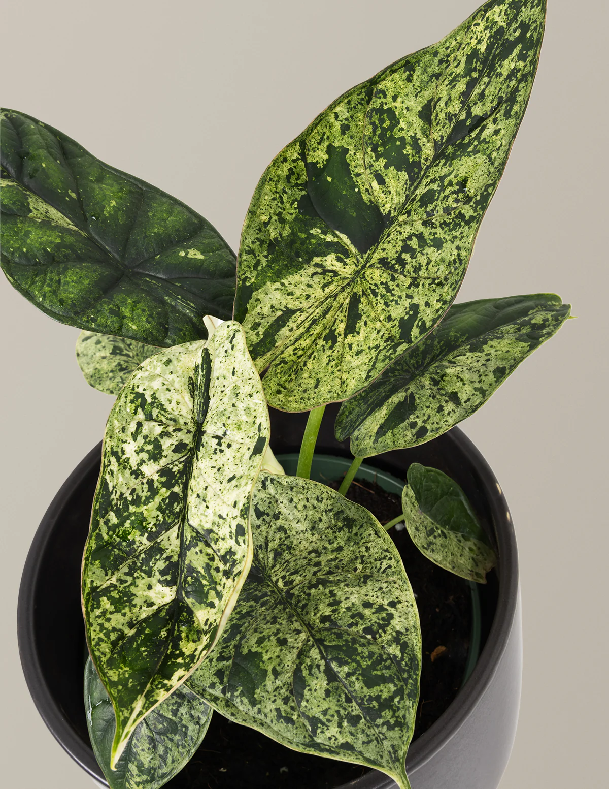 Alocasia Green Mint - Image 3