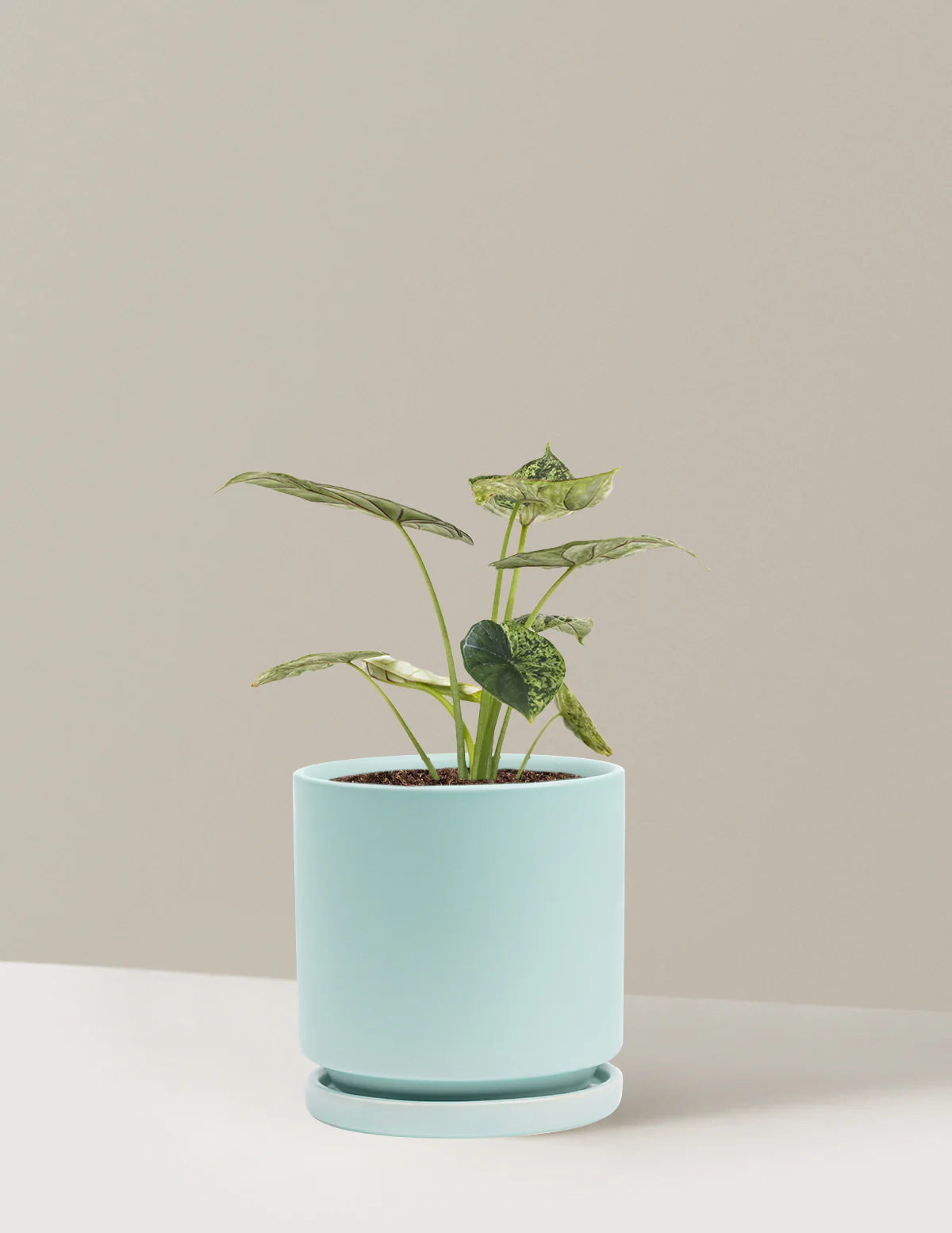 Alocasia Green Mint - Image 4