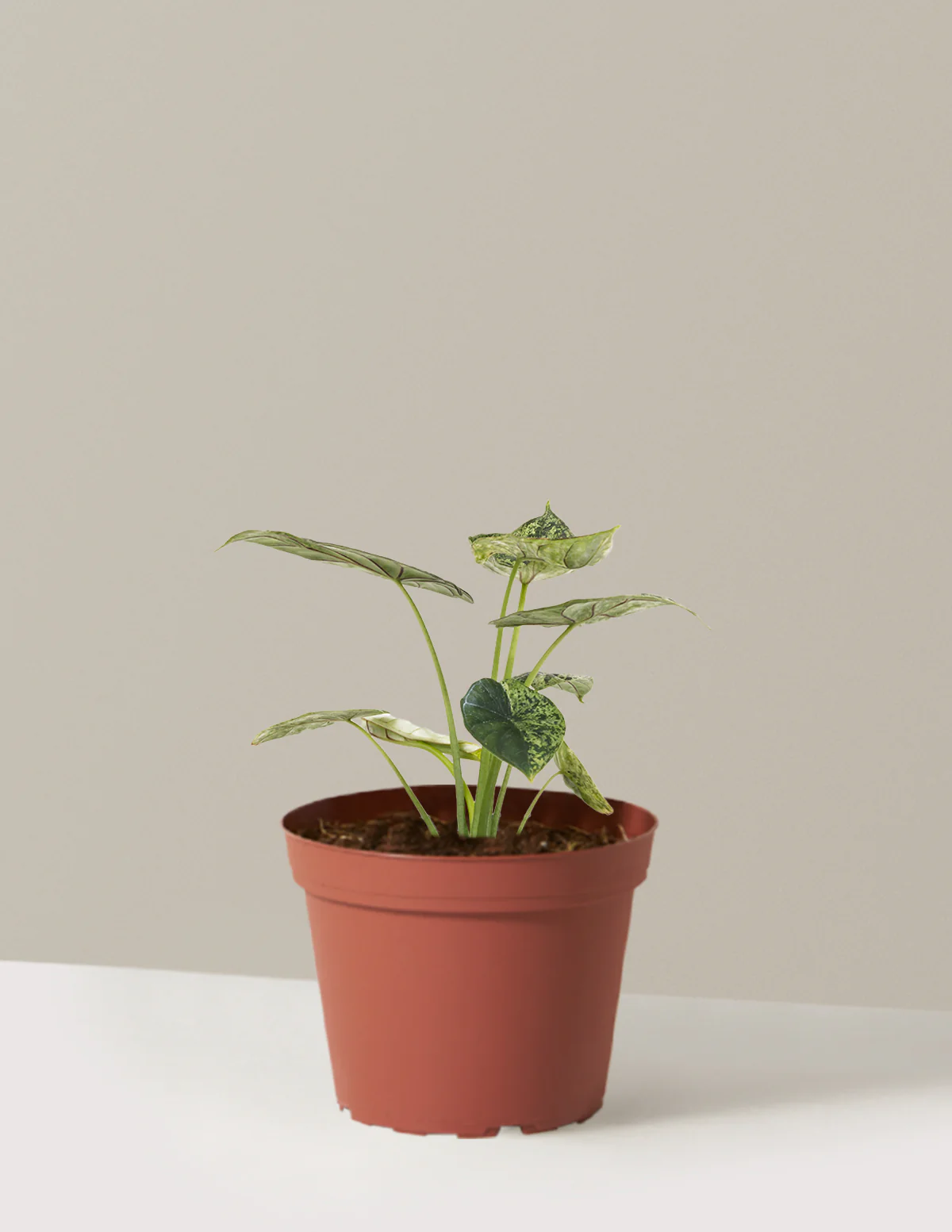 Alocasia Green Mint - Image 5