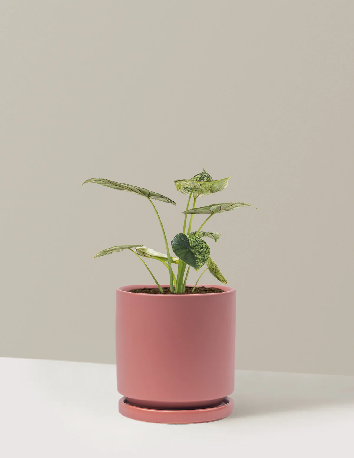 Alocasia Green Mint - Image 6
