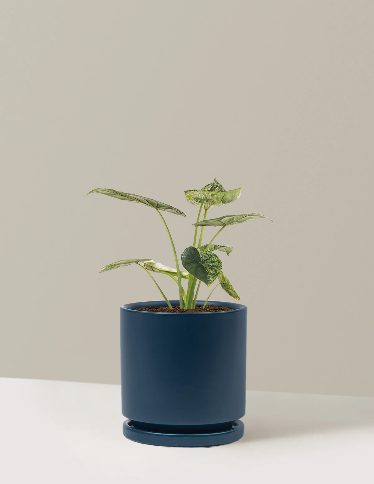 Alocasia Green Mint - Image 7