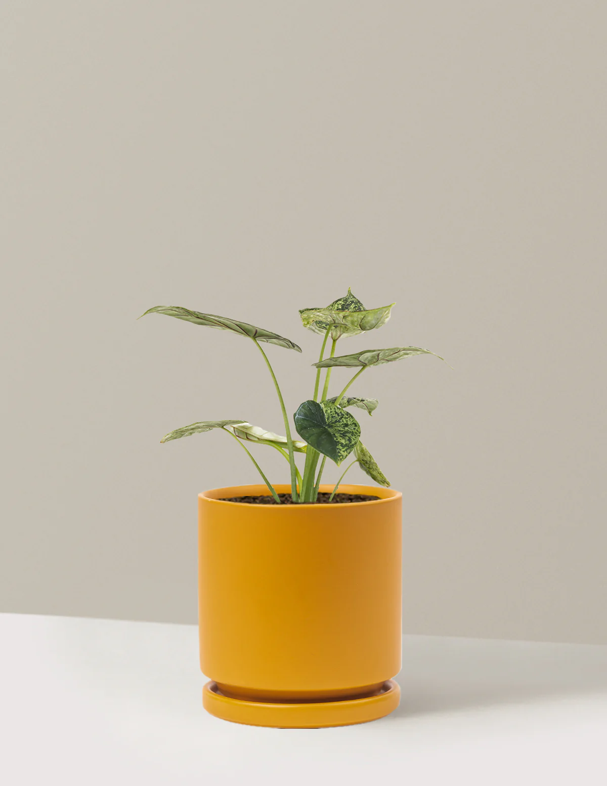 Alocasia Green Mint - Image 8