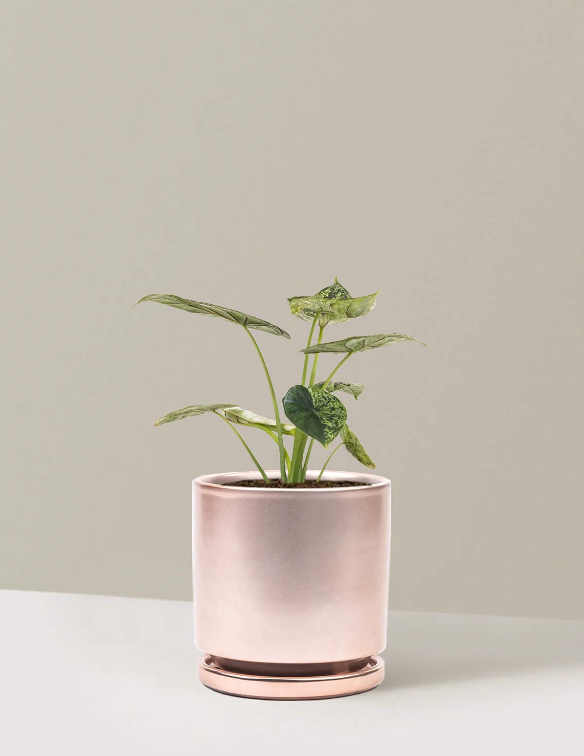 Alocasia Green Mint - Image 9