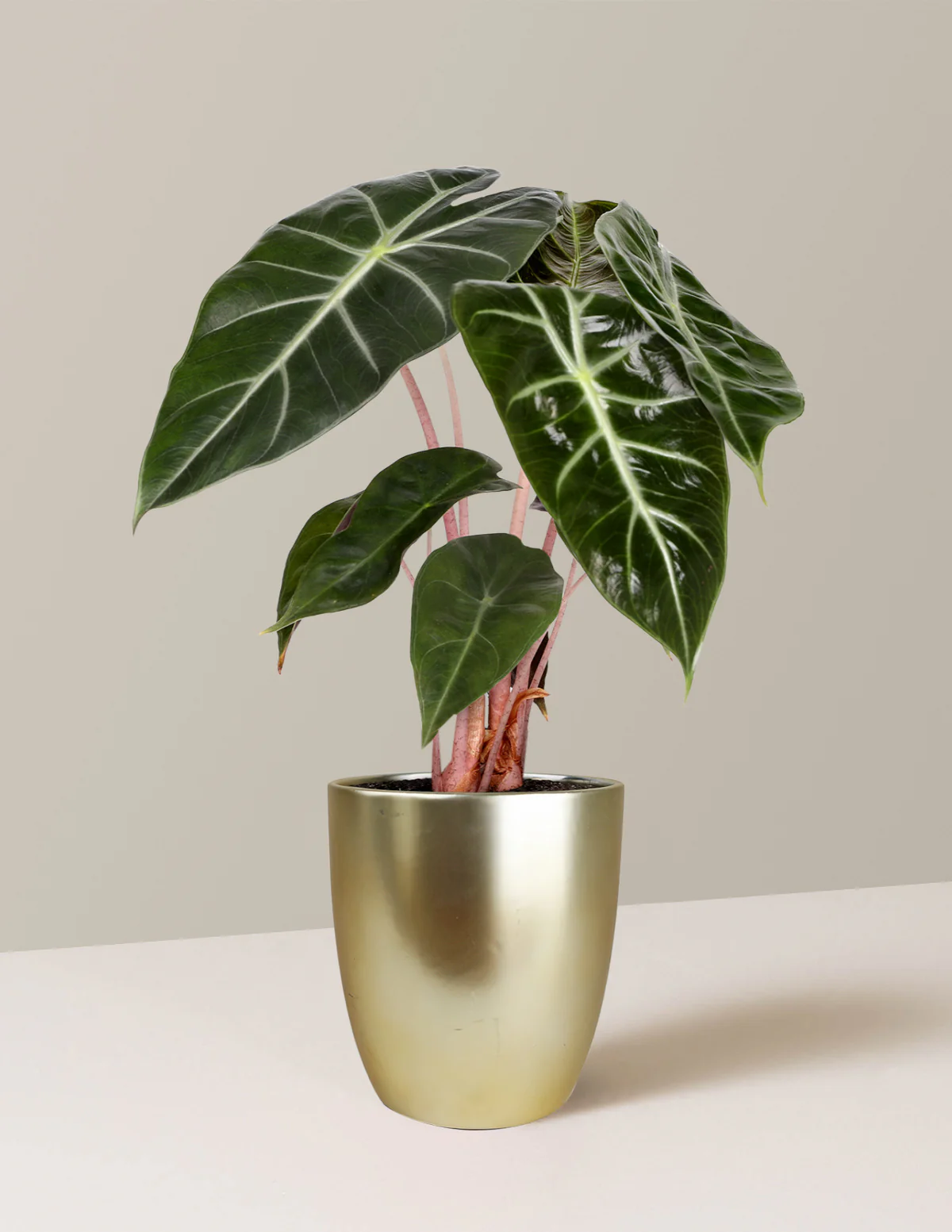 Alocasia Pink Princess - Image 3