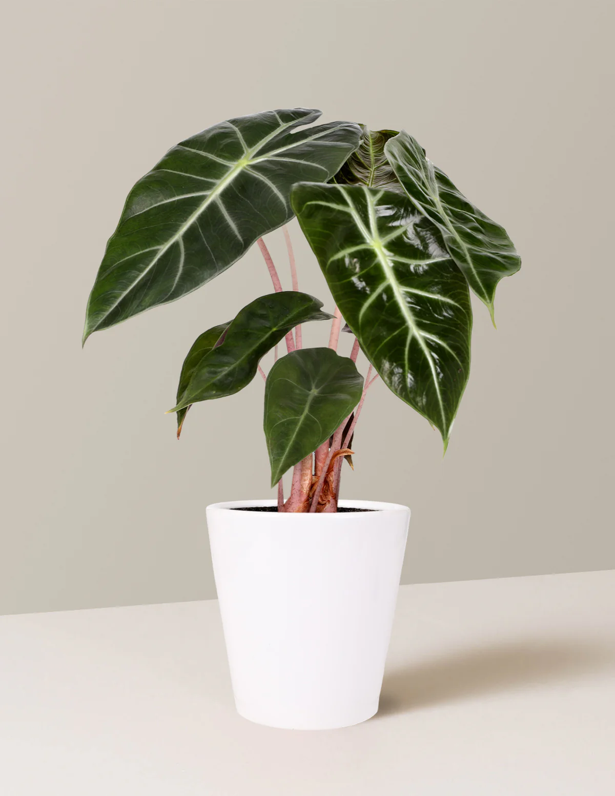 Alocasia Pink Princess - Image 4