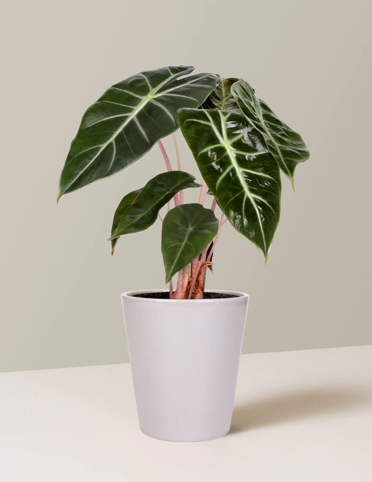 Alocasia Pink Princess - Image 5