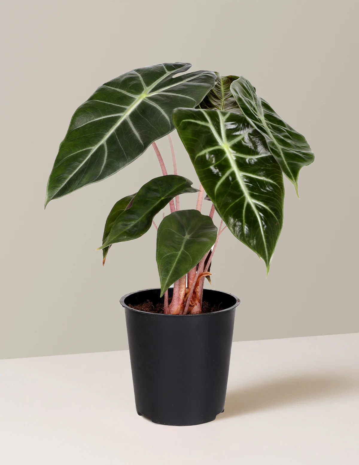 Alocasia Pink Princess - Image 6