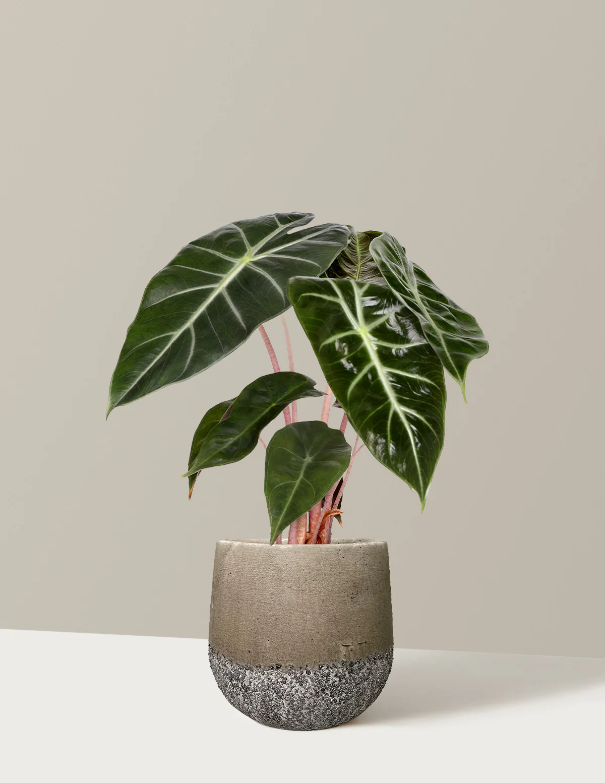 Alocasia Pink Princess - Image 7