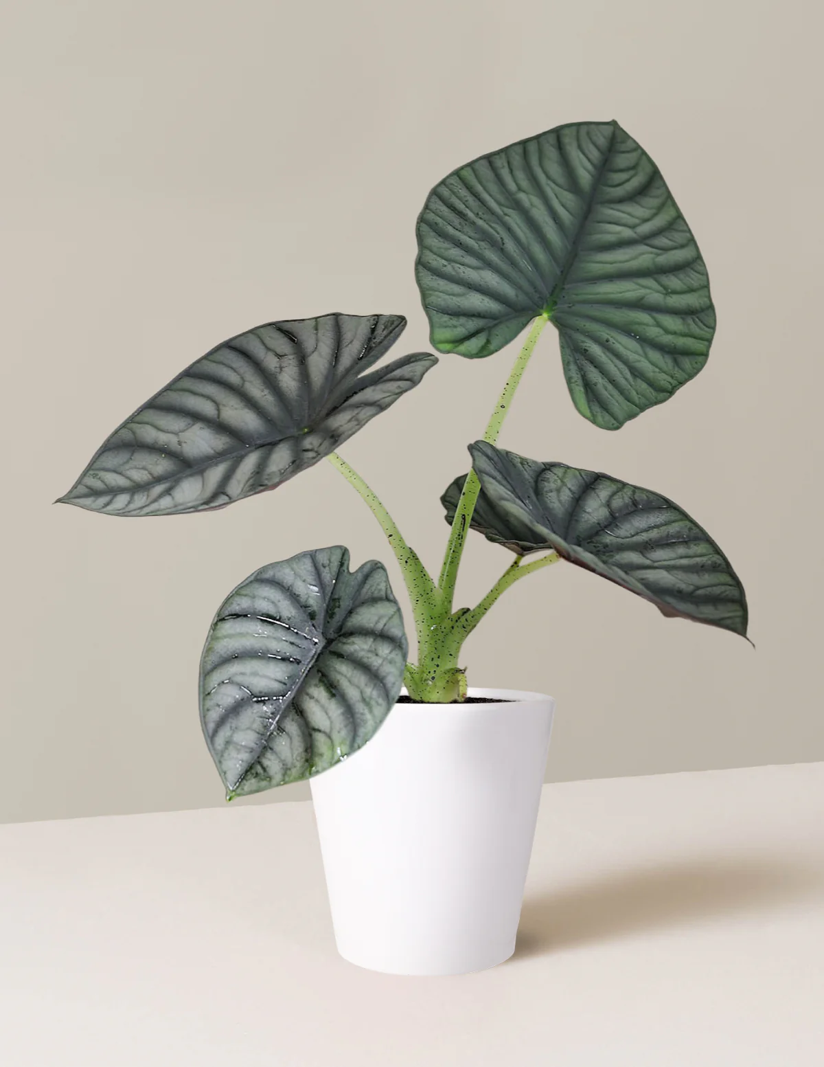 Alocasia Silver Nebula - Image 2