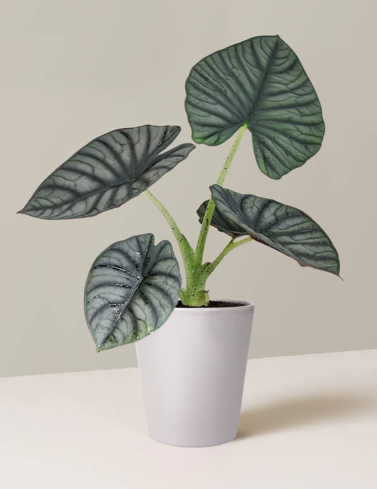 Alocasia Silver Nebula - Image 3
