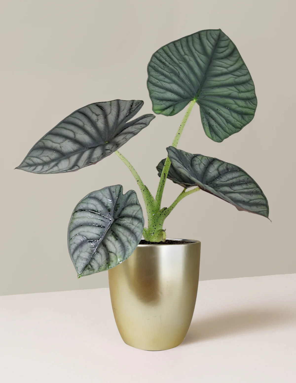 Alocasia Silver Nebula - Image 4