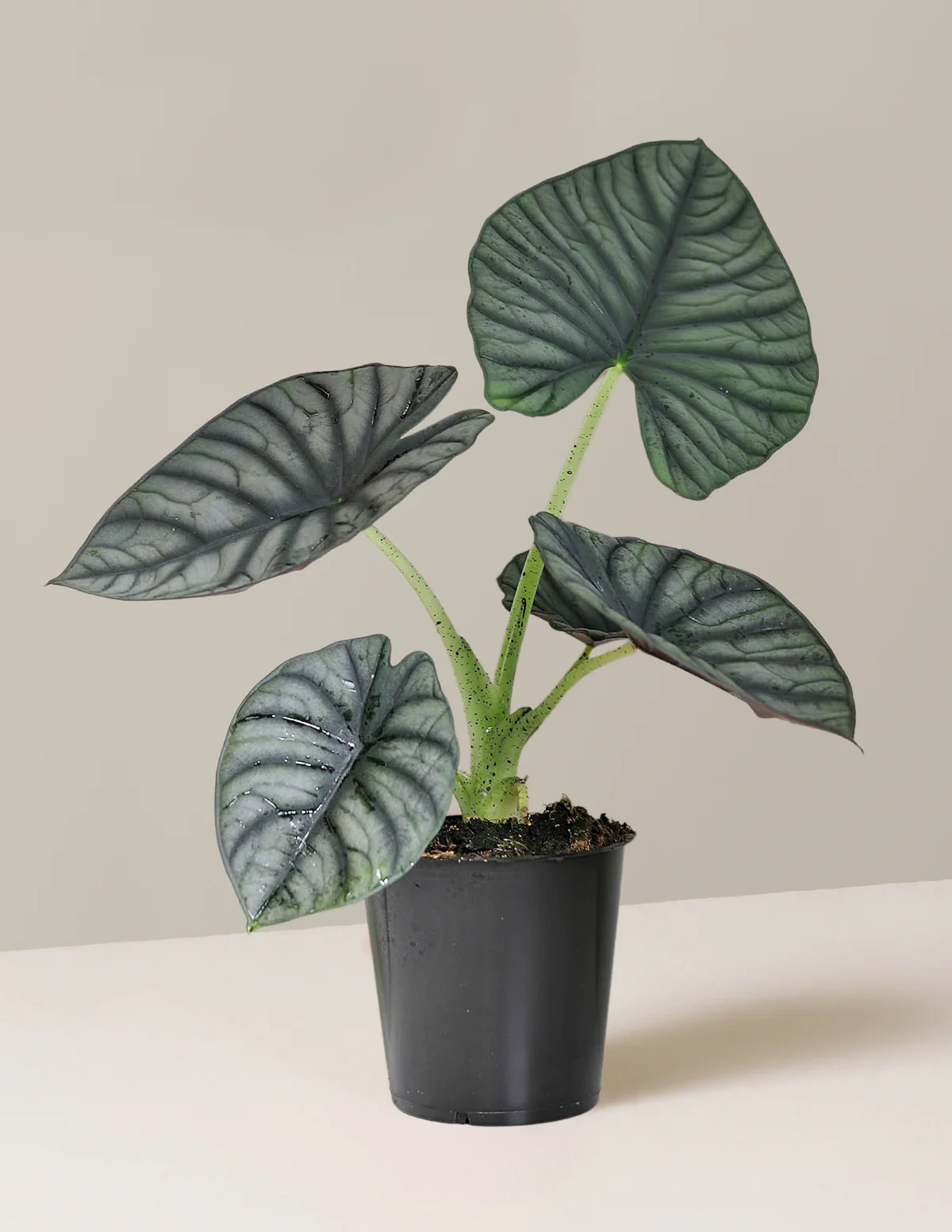 Alocasia Silver Nebula - Image 5