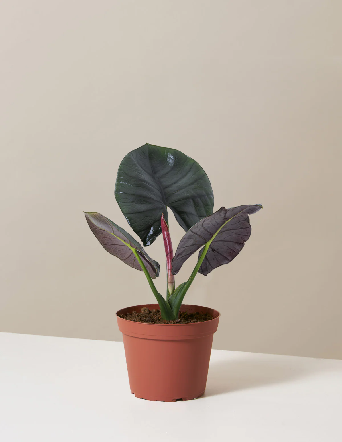 Alocasia Silver Velvet - Image 10