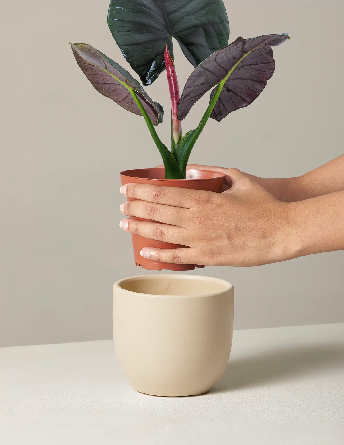 Alocasia Silver Velvet - Image 11
