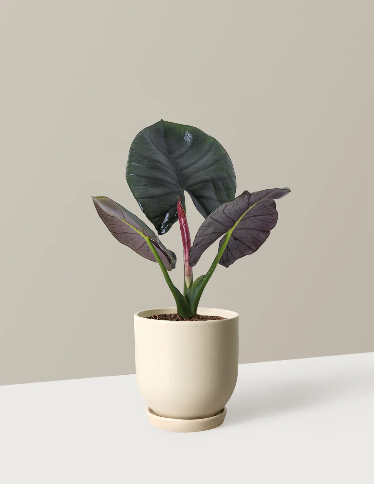 Alocasia Silver Velvet - Image 2
