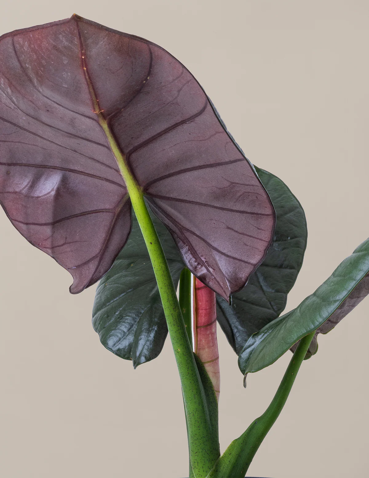 Alocasia Silver Velvet - Image 3