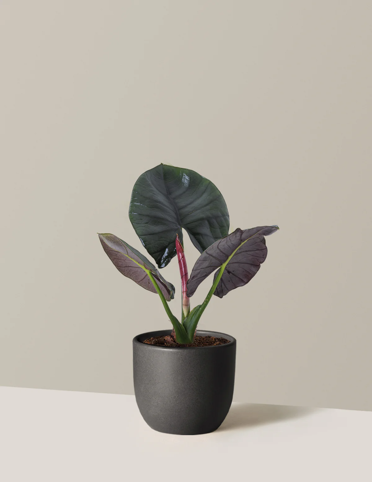 Alocasia Silver Velvet - Image 4