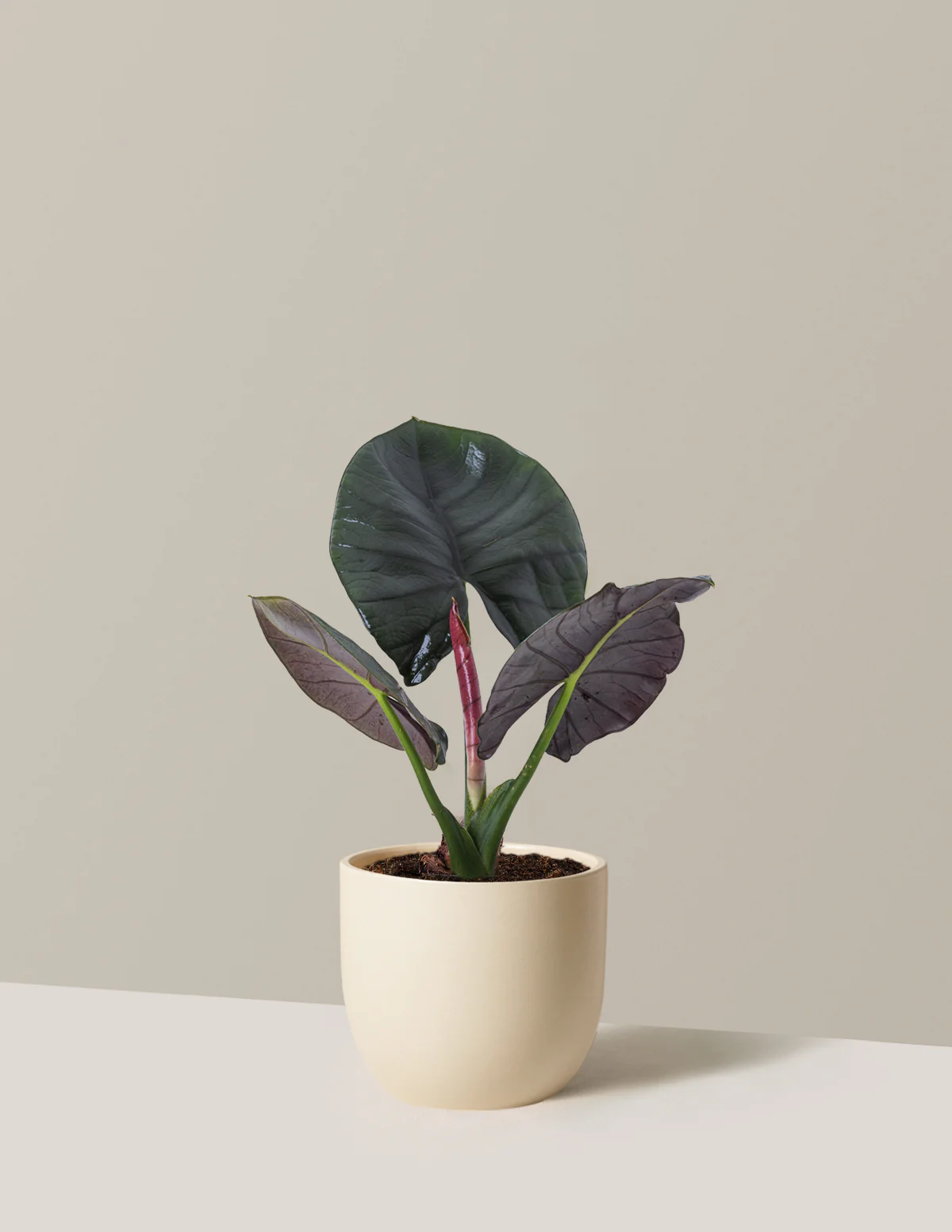 Alocasia Silver Velvet - Image 5