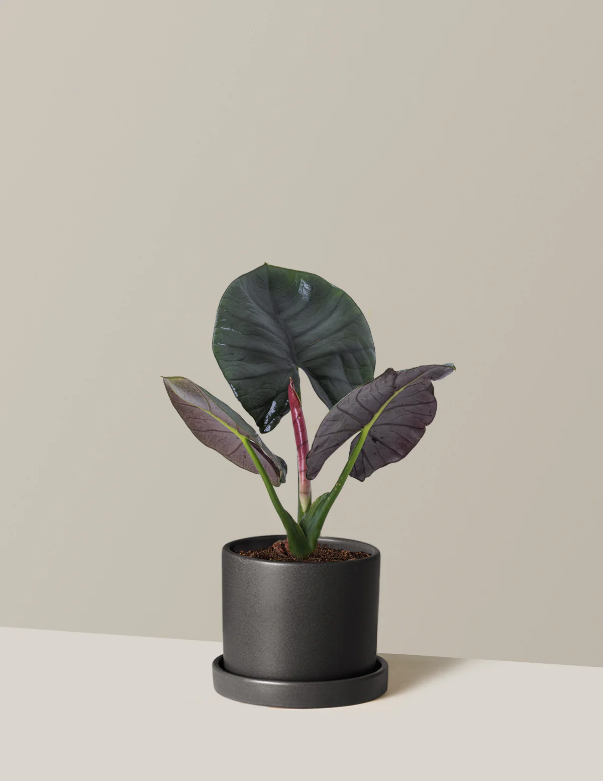 Alocasia Silver Velvet - Image 6