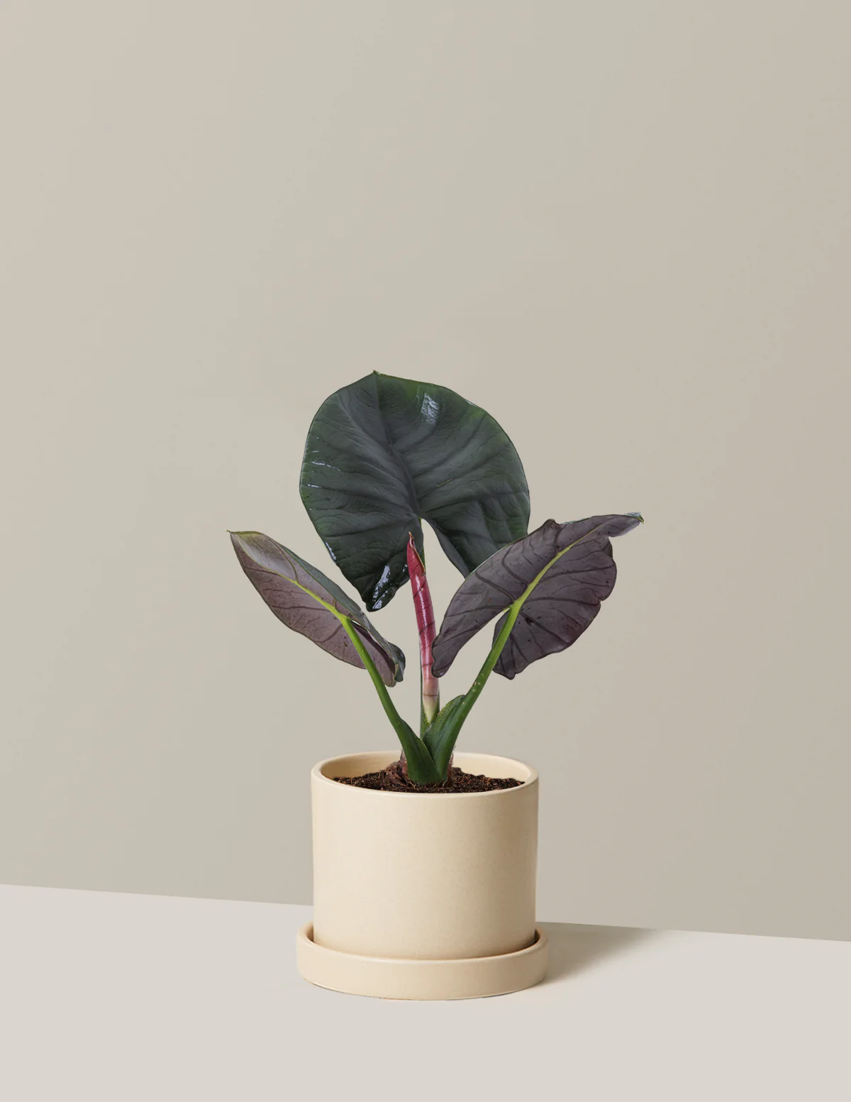 Alocasia Silver Velvet - Image 7