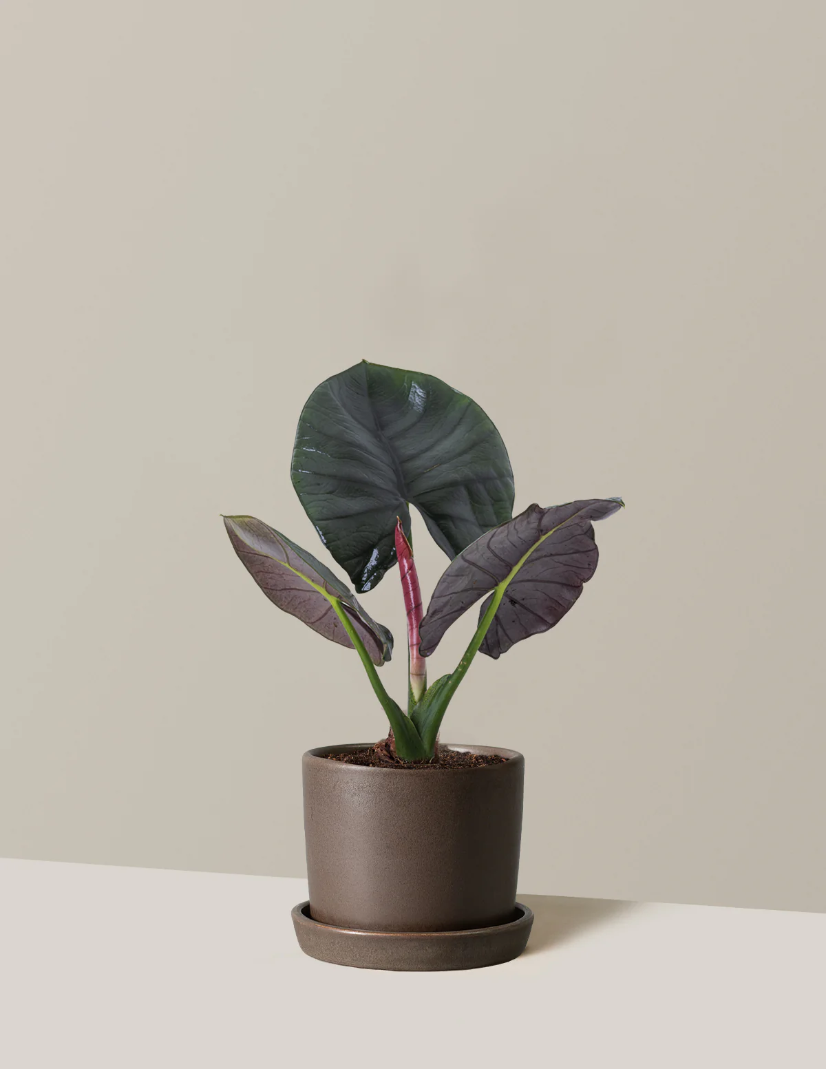 Alocasia Silver Velvet - Image 8