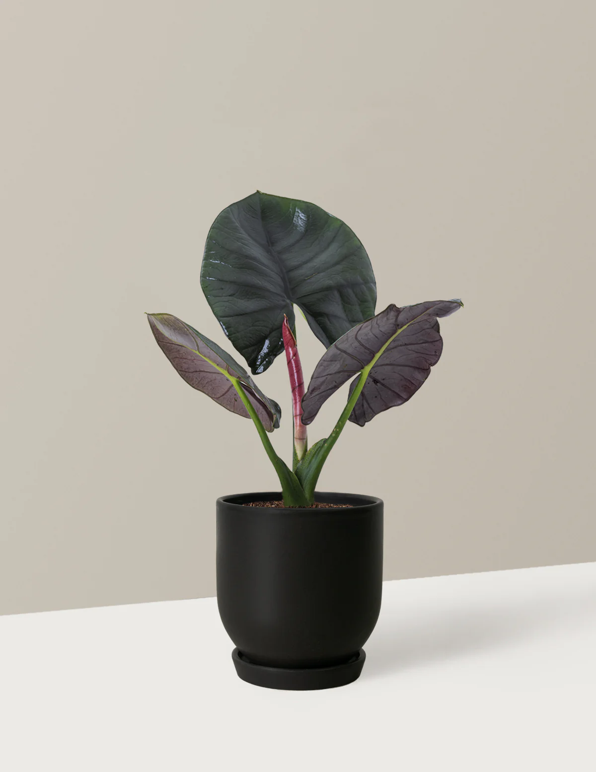 Alocasia Silver Velvet - Image 9