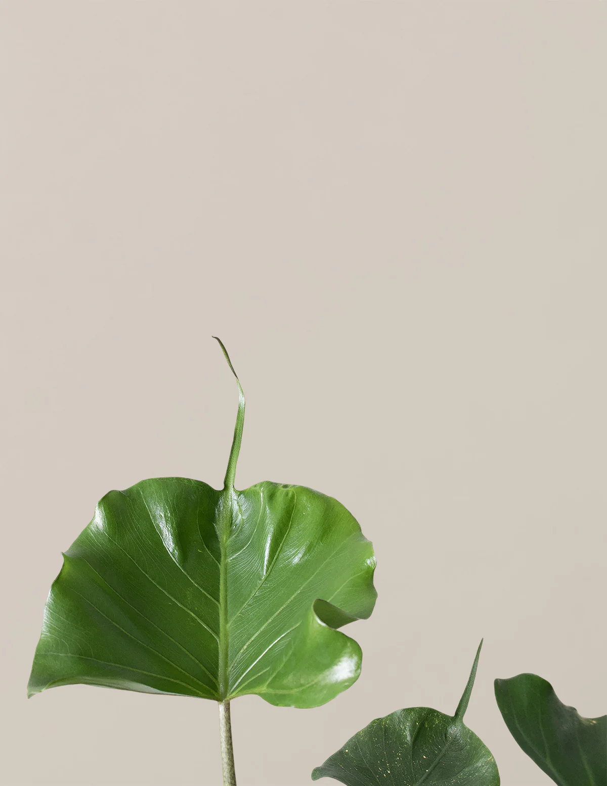 Alocasia Stingray - Image 2