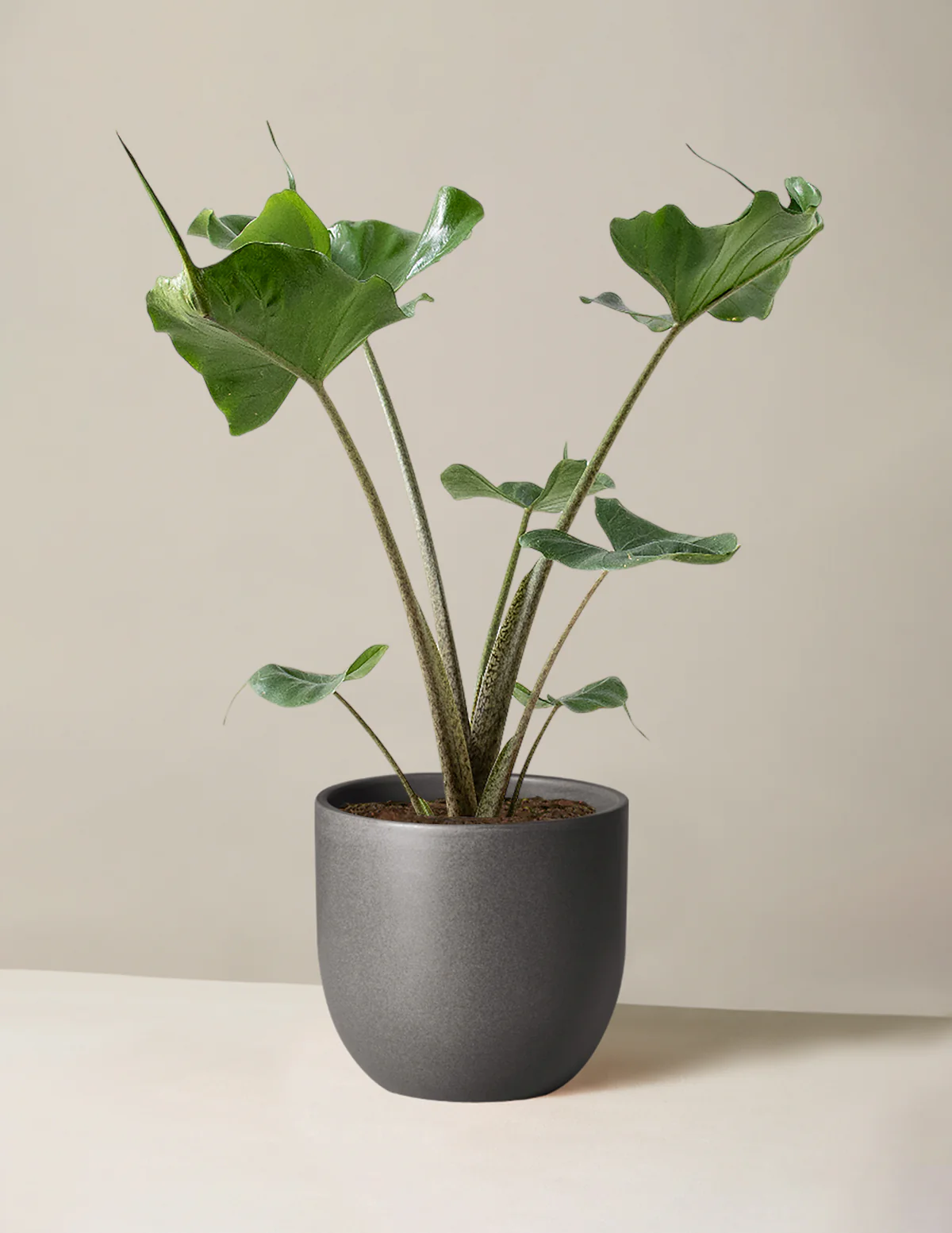 Alocasia Stingray - Image 3