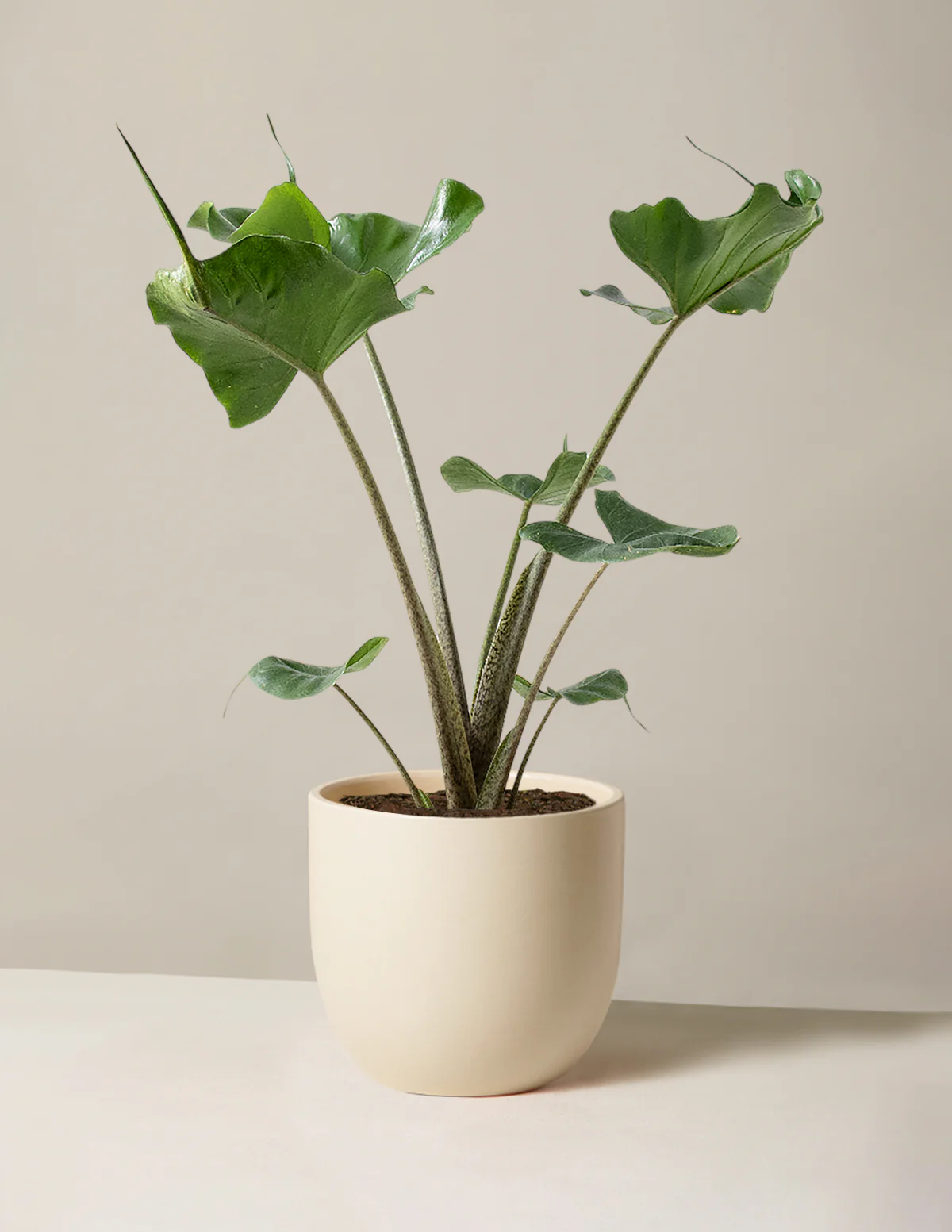 Alocasia Stingray - Image 4